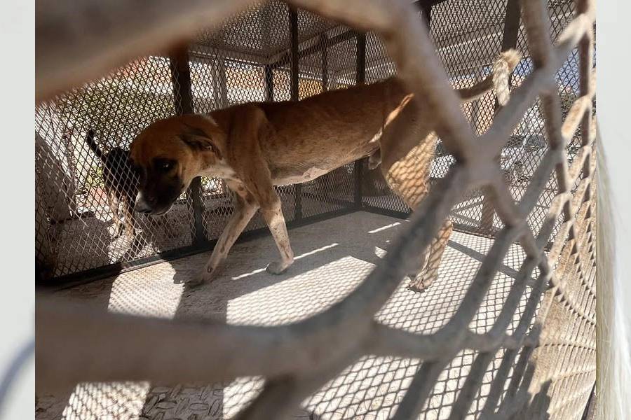 Rescatan a perro víctima de maltrato en Tonalá