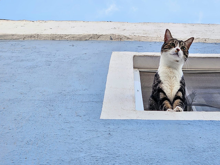Aprueban educar vs. el maltrato animal