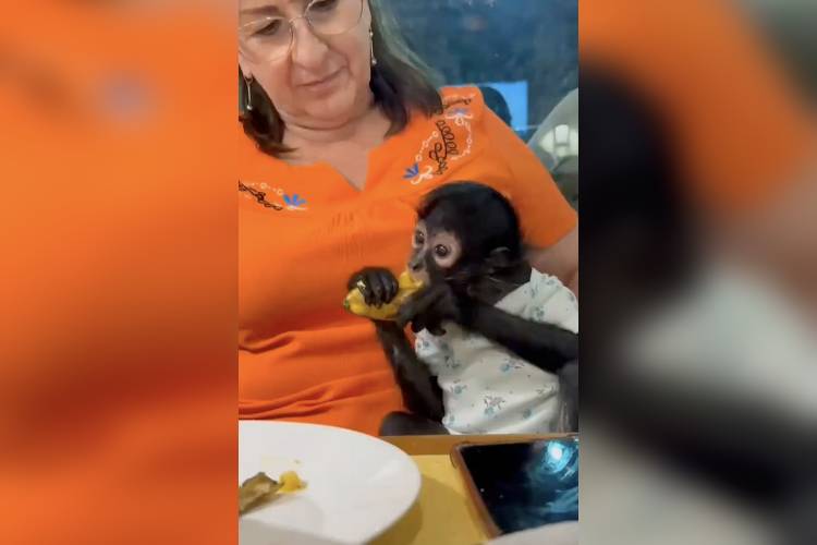 Profepa denuncia posesión de mono araña en Ocotlán