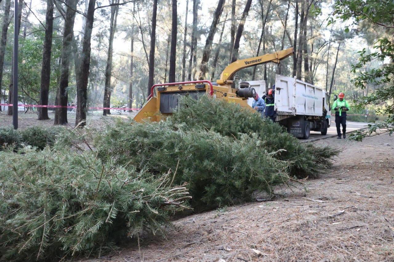 Guadalajara recicla más de 3 mil 700 arbolitos navideños