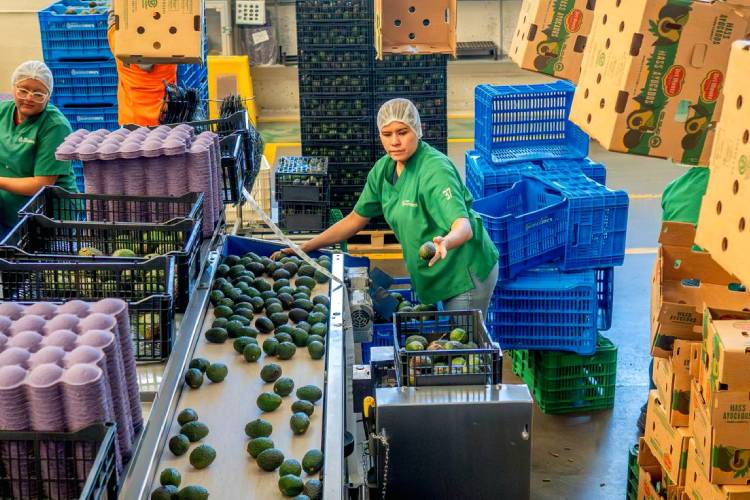 Jalisco pierde 2 mil 142 empleadores en un año