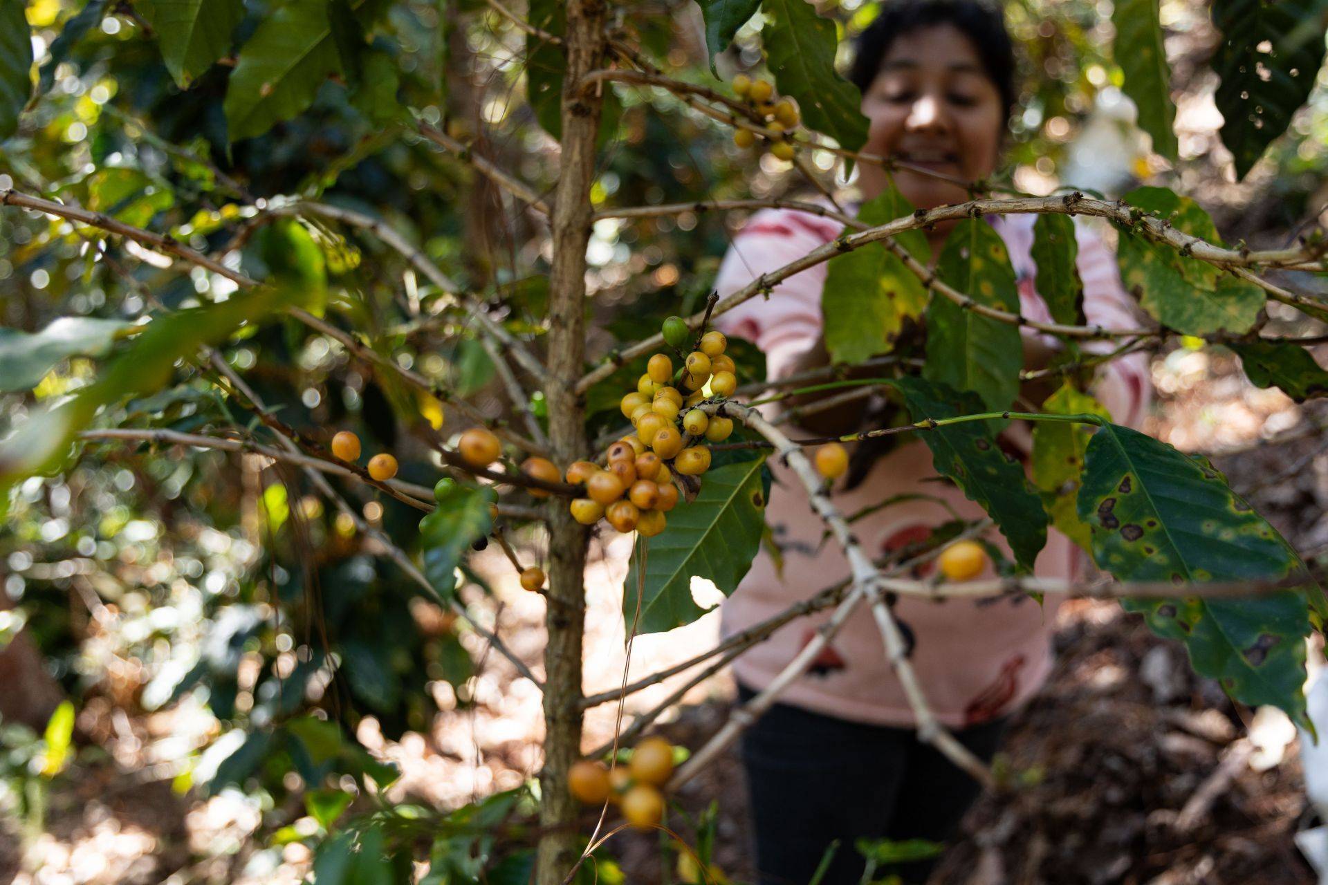 UdeG impulsa “Laboratorio Viviente” para gestión del agua 