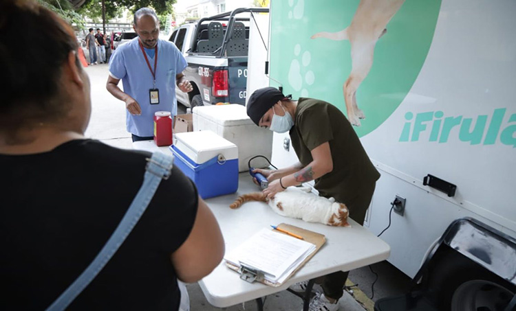 Realizarán 80 esterilizaciones gratuitas en Guadalajara