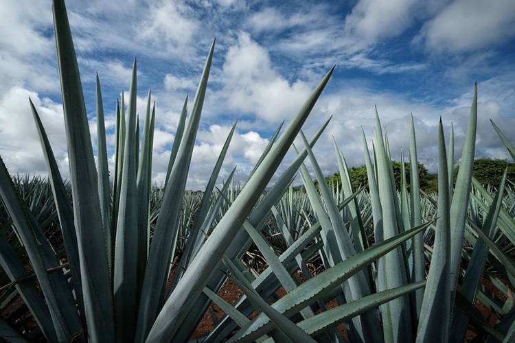Expansión del agave invade tierras de maíz en el Centro de Jalisco