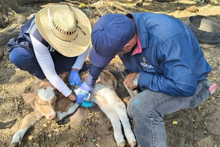Reportan seis casos activos de gusano barrenador en Jalisco