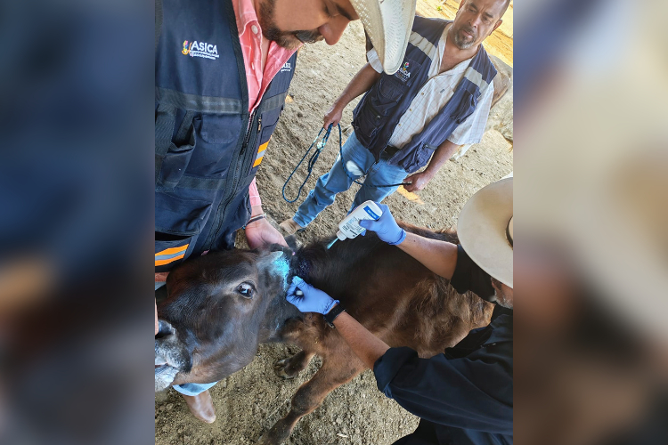 Asciende a 10 los casos detectados del gusano barrenador en Jalisco