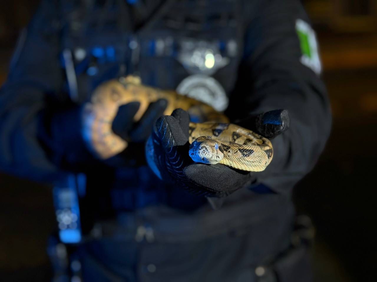 Detienen a hombre que transportaba serpiente exótica en vehículo