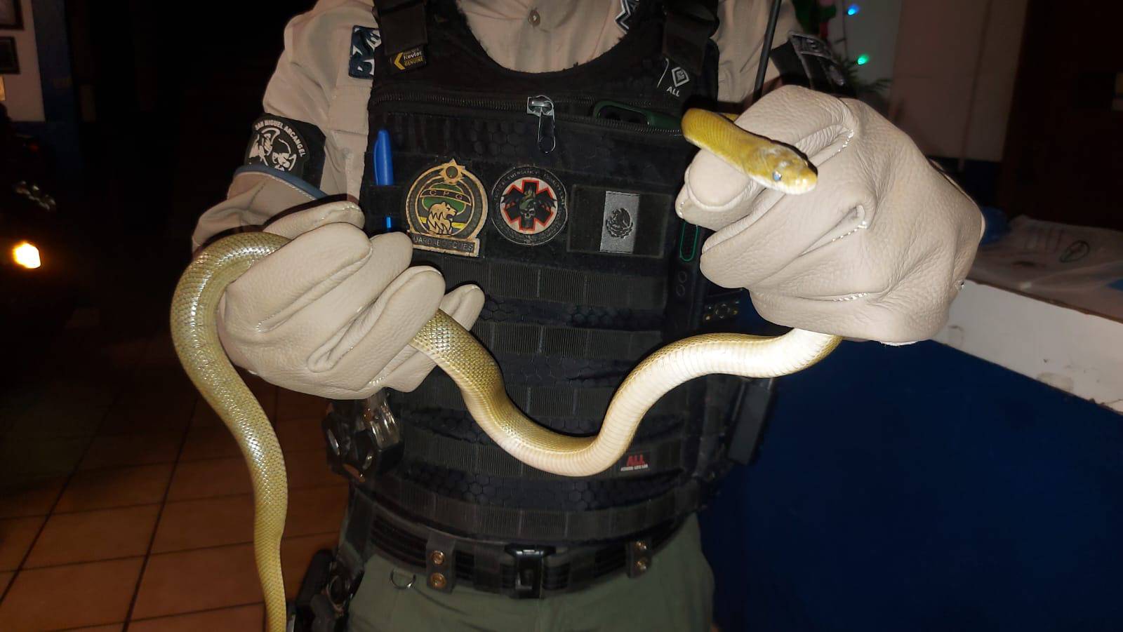 Aseguran serpiente en un domicilio