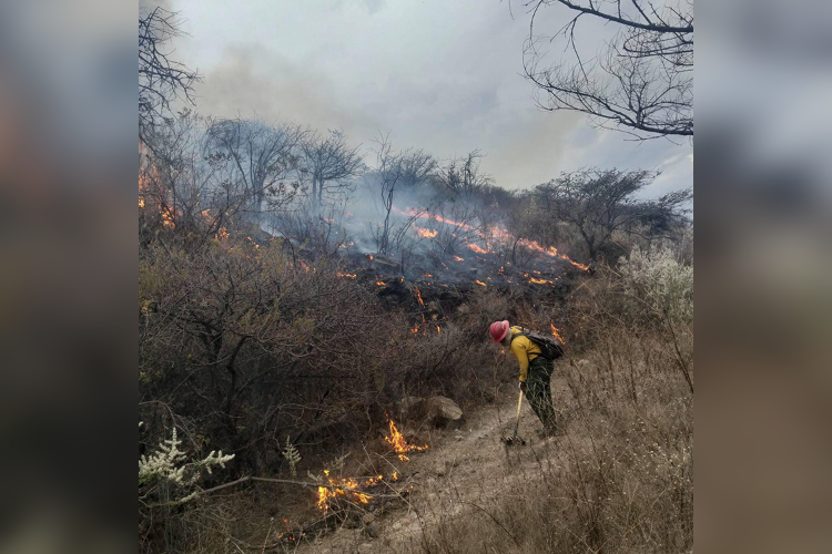 Combaten incendio en el bosque La Primavera
