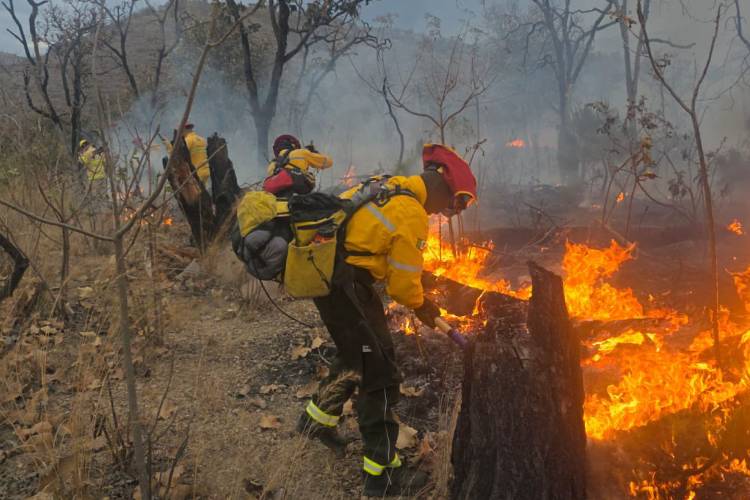 En promedio Jalisco registra dos incendios forestales diarios 