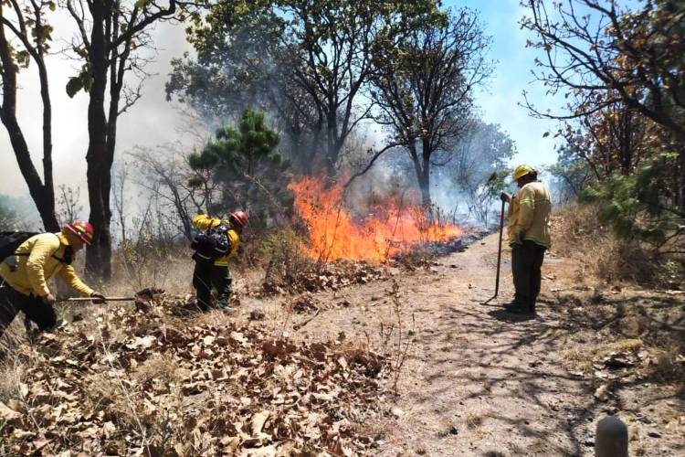 Controlan el incendio forestal en La Primavera; aún evalúan los daños