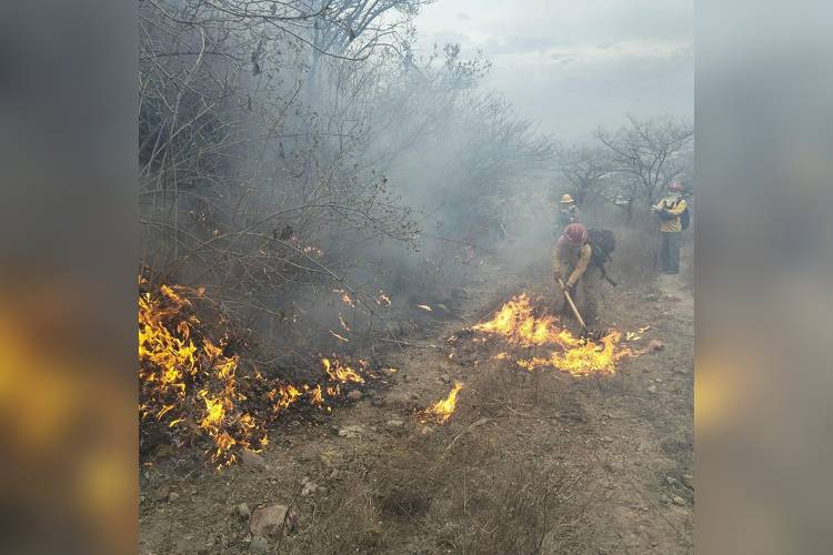 Incendio en La Primavera dañó más de 200 hectáreas 