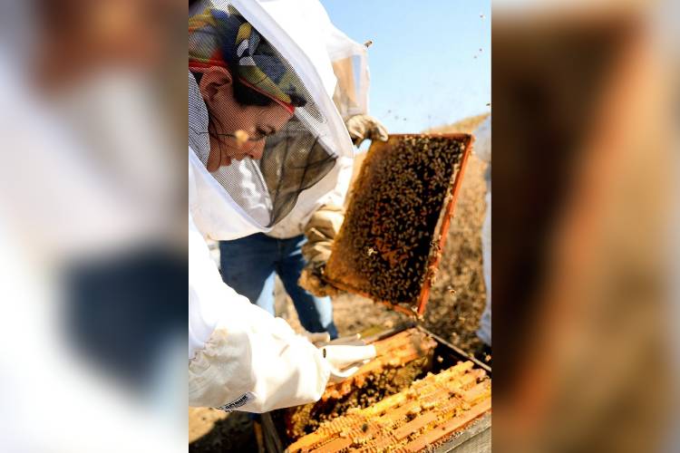 Alertan apicultores de colapso en producción