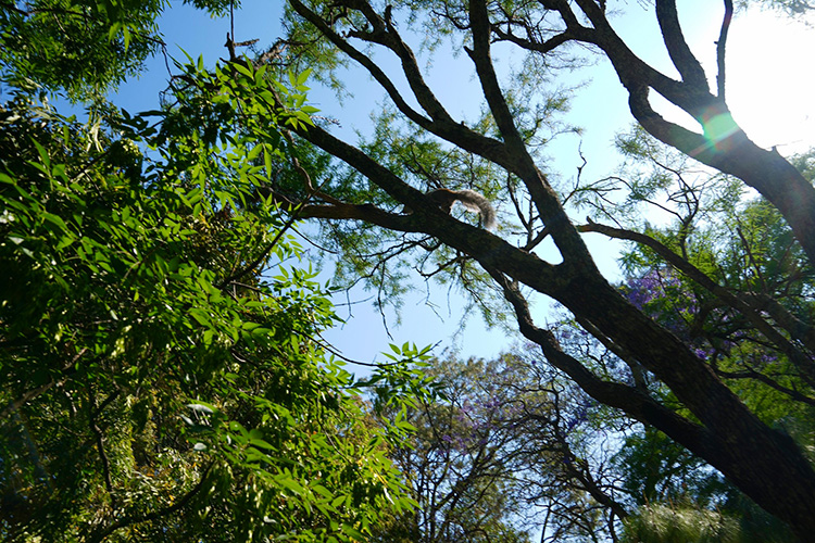 Anuncian actividades en bosques urbanos 