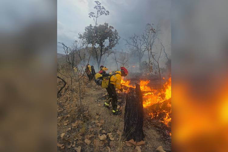 Jalisco, con riesgo latente de incendios forestales en 2026 