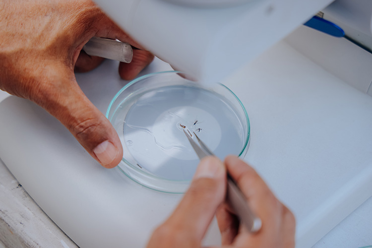 Arranca jornada vs. dengue y chikungunya