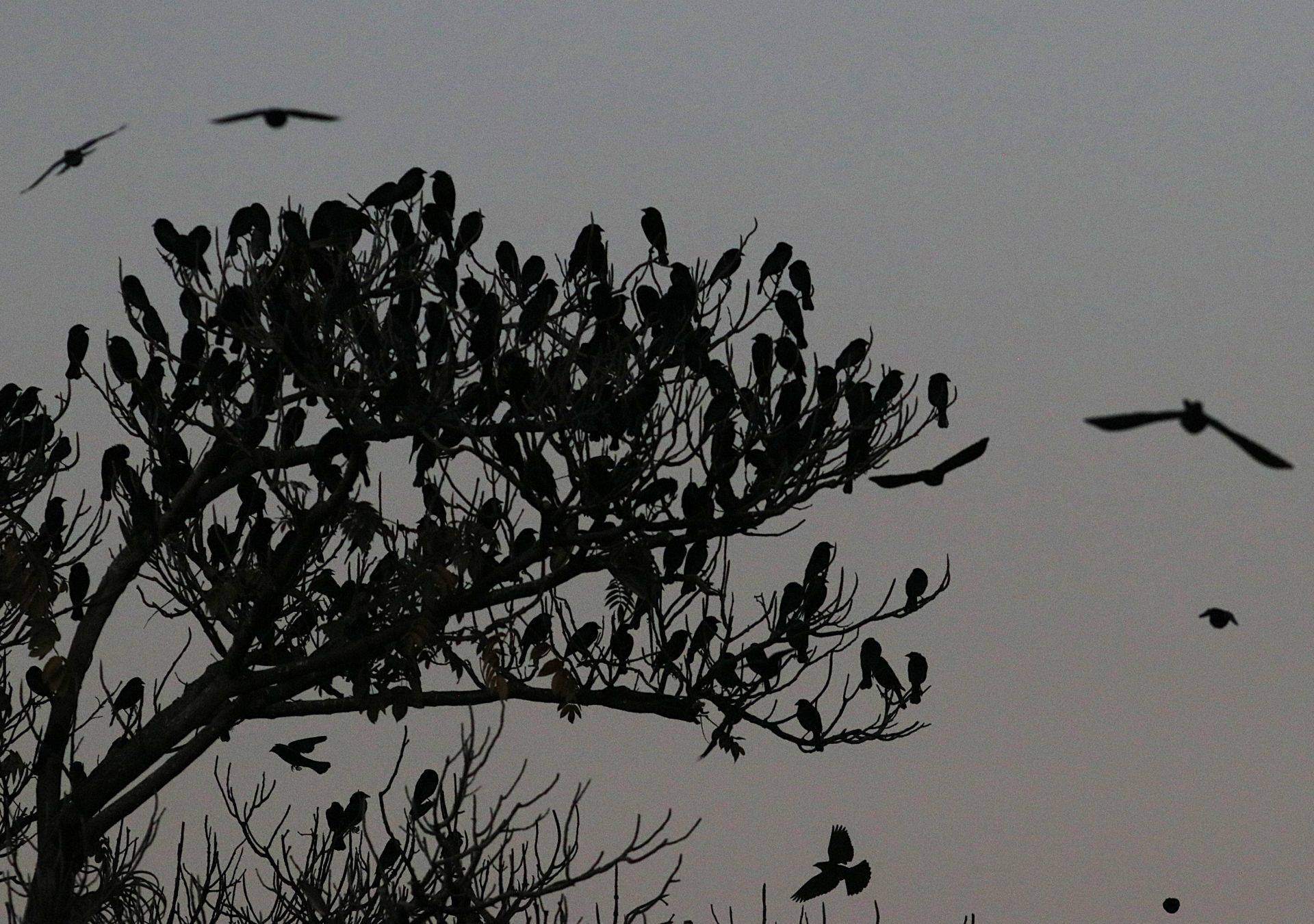 Difunden inventario de aves en CUAltos; registran 96 especies