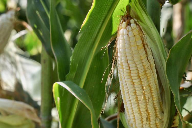 Recibe Sader más de 11 mil solicitudes para apoyos