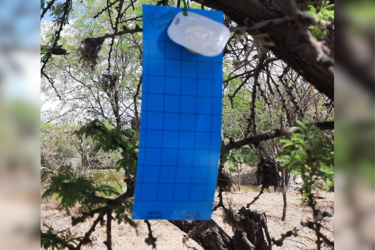 Refuerza ASICA Jalisco Sistema de Trampeo contra el Gusano Barrenador del Ganado