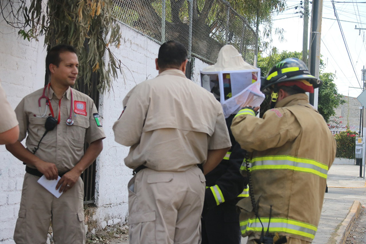 Reubican enjambres para proteger abejas en Guadalajara