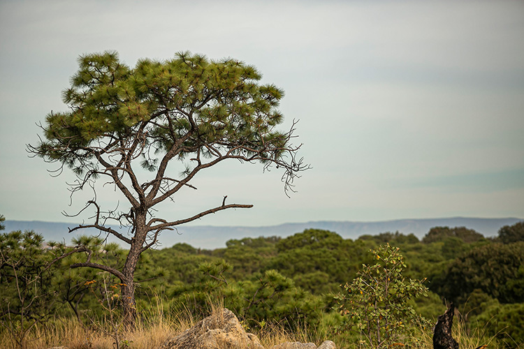 Buscan limitar actividad en áreas naturales protegidas