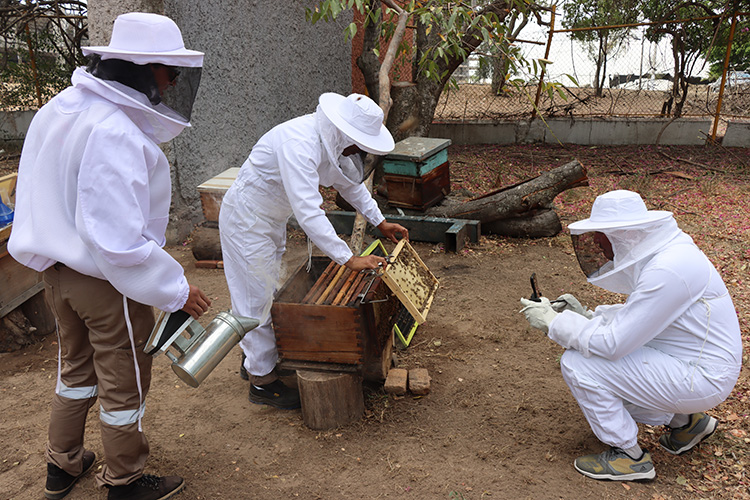 Reubican panales y enjambres en Guadalajara