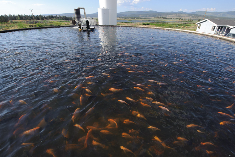 Certifican cuatro unidades acuícolas en Jalisco