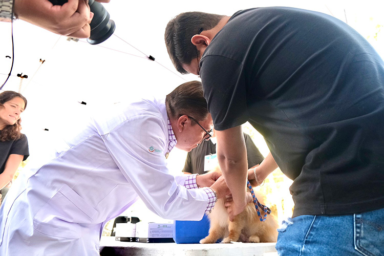 Van por 1 millón de dosis antirrábicas