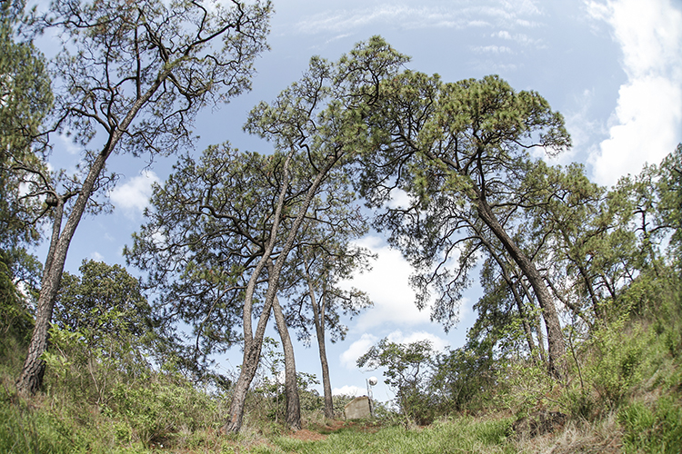 Presionan para aprobar Área Natural Protegida el bosque El Centinela