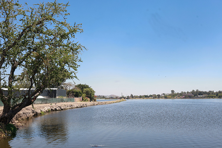Concluyen limpieza en la Presa Las Pintas