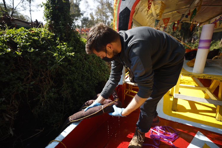Filtros de cabello humano limpian el agua para devolver al ajolote a su hábitat en México
