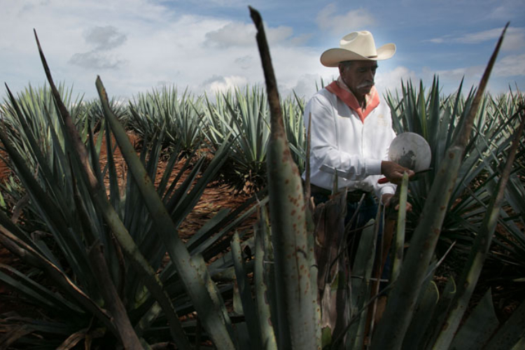 Tequila busca nuevo presidente interino