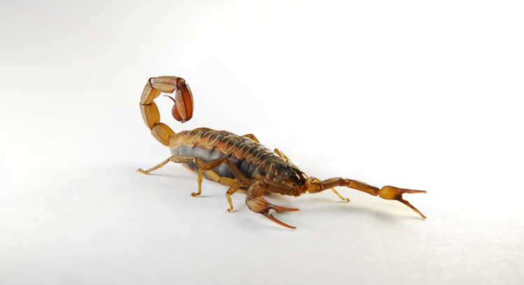 Jalisco registra 6 mil 900 picaduras de alacrán en 2026