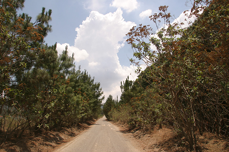 Pierde bosque el estado de Jalisco 