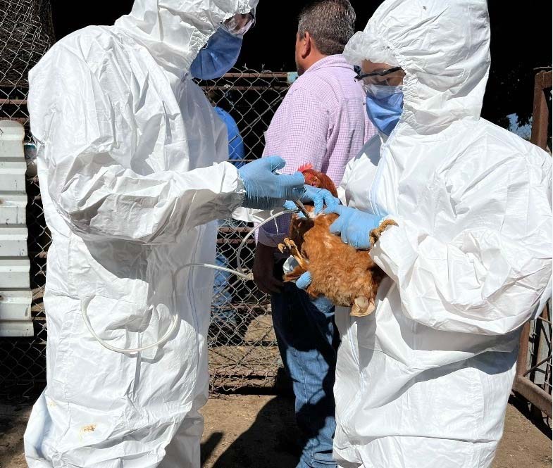 Aplican vacunas vs. enfermedad de Newcastle 