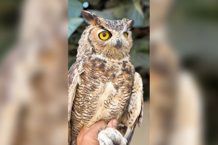 Rescatan y liberan a búho en cerro Viejo 