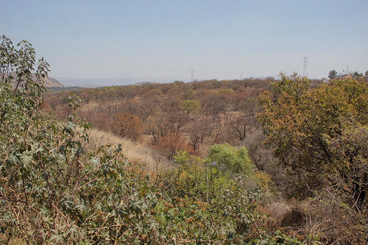 Convocan a jornada de limpieza en el Bosque El Nixticuil este domingo