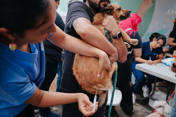 Alistan jornada de bienestar animal en Parque la Ex Penal