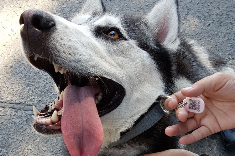 Piden cuidar a mascotas ante las altas temperaturas