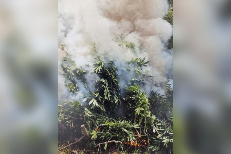 Cae el combate a plantíos de droga 