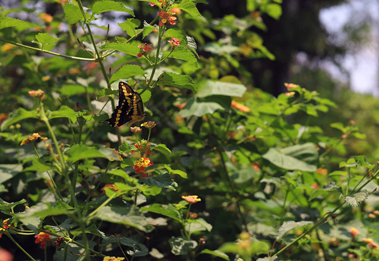 Reabrirán Mariposario del Agua Azul tras reparaciones