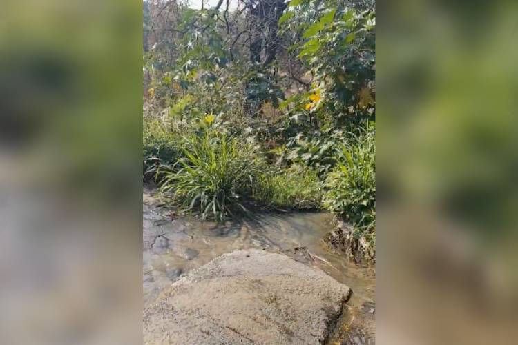 Denuncian contaminación con aguas negras en el Nixticuil