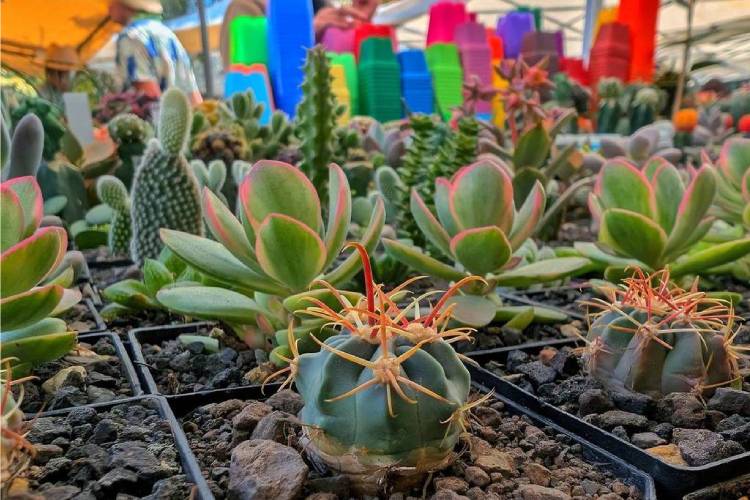 Regresa el Festival de las Cactáceas 2026