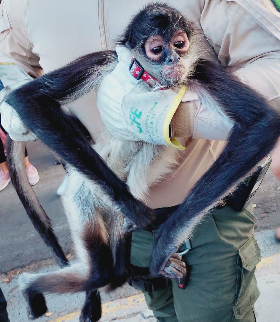 Rescatan mono araña tras descarga eléctrica