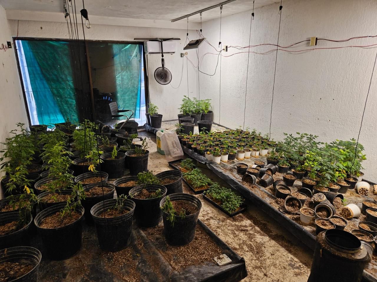 Aseguran invernadero casero de marihuana en Zapopan