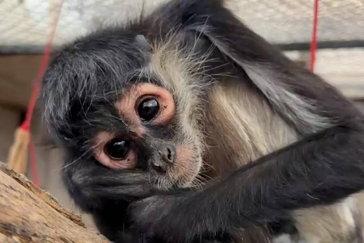 Atienden en Tlajomulco a mono araña electrocutado en Guadalajara