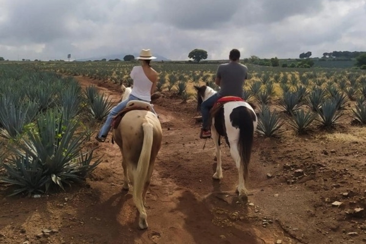 Ruta del Tequila celebra 20 años