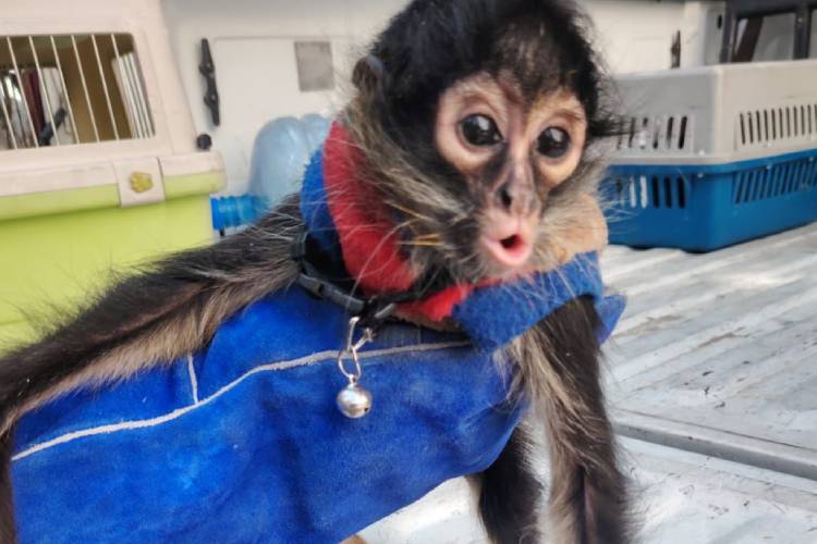 Rescatan mono araña en la colonia Morelos 
