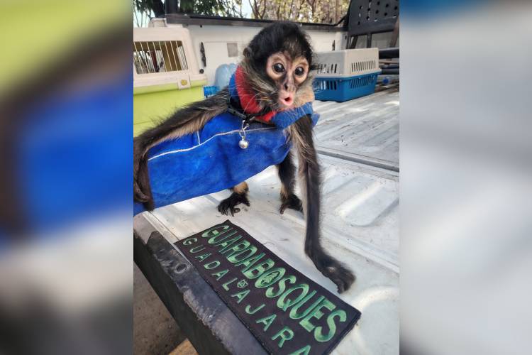Rescatan mono araña en la colonia Morelos 