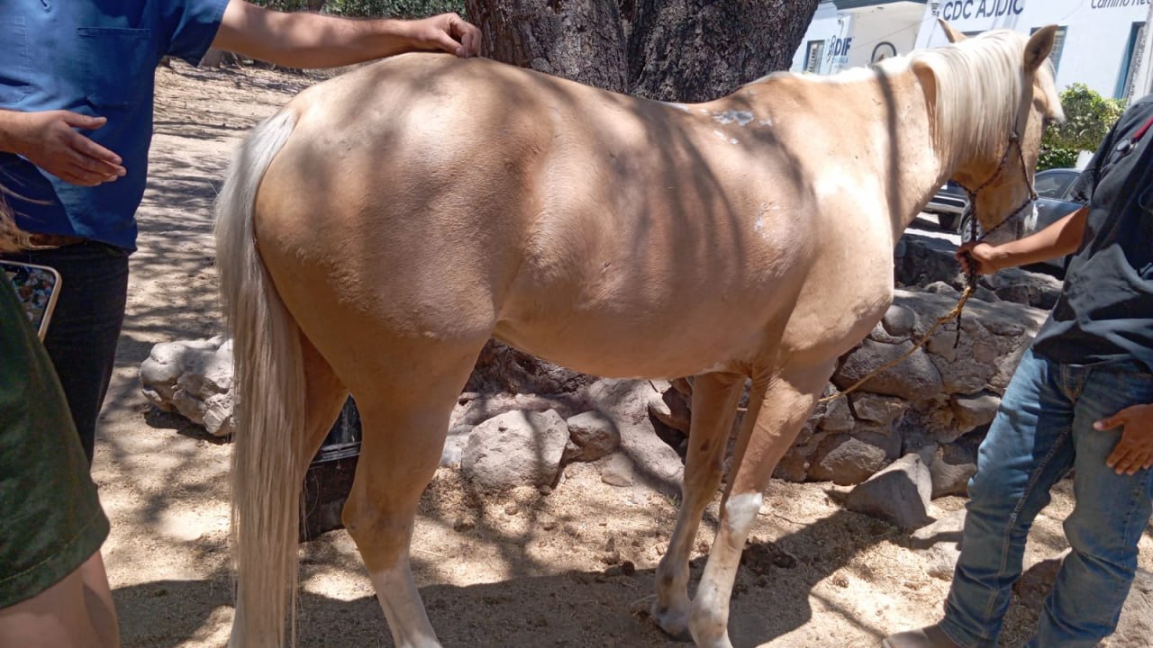 Rescatan a seis caballos en condiciones de maltrato en Chapala